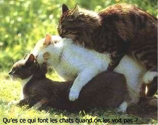 ohhhh le cochons et pourtant ce sont des chats