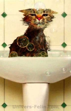 la c'est moi chiffon en train de prendre mon bain avant de voir mon oc�ane d'amour