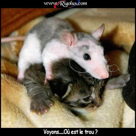 fais gaffe ma belphy au tit ratatouille ve de koi ils sont capables