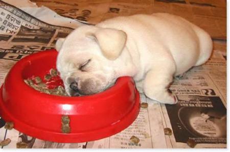 que c'est fatiguant de manger !!!!!!!!!!!!!!!!!