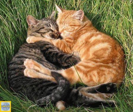 chiffon et oc�ane en plein reve 