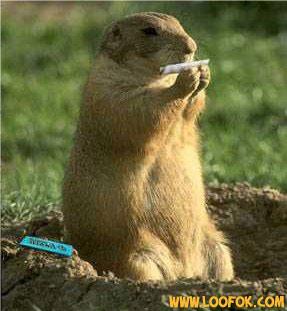 ben koi vi c po du chocolat !!!!!!! ,je sais !!!!!!!! mais je me les roule quand meme