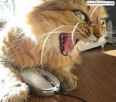 voila pkoi notre belphy de navigue plus sur le web le soir