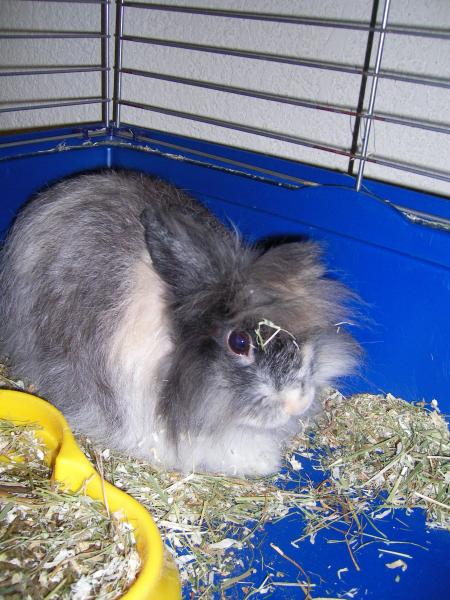 ZOUZOU dans toute sa splendeur, mon tit lapin nain