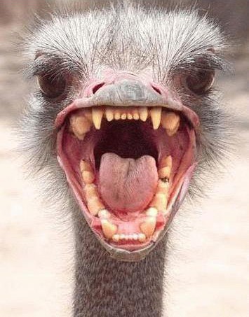 alerteeeeeeeeeee pu de tgv pour l'est de la france