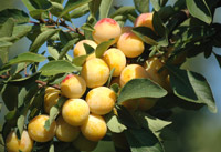 je veux des mirabellessssssssssss hunnnnnnnnnnnnn ma fleurette, pas pour belphy que pour moi