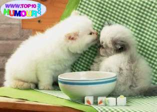 ils ne sont pas mimis ces deux l� ???