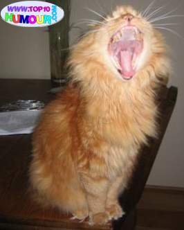 belphyyyyyyyyyyyy ti� ouuuuuuuuuuuuuuuuuuuuu