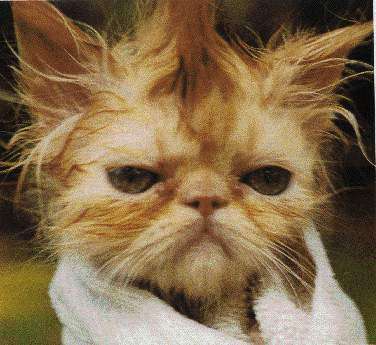 ha oui belphy et flo vous allez voir ce que vous allez voir !!