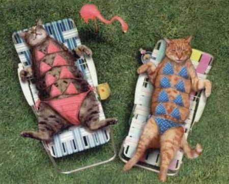 sani et fleur � la piscine elles se reposent apr�s l'effort en attendant le prochain entretien avec belphy