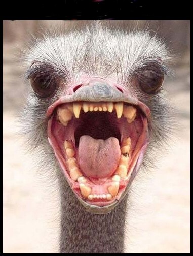 alors l� notre fleur a l'air vraiment en colere 