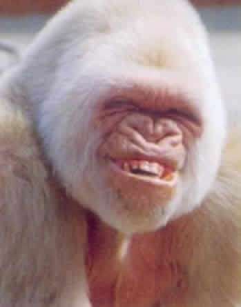 je vais vous presenter deux miss