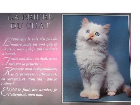 chat ch'est bien vrai