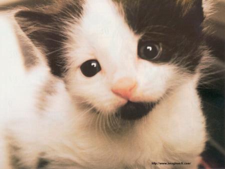 je trouve que ces petits yeux innocents qui r�clament que de l'amour ressemble � ceux de ma papatte